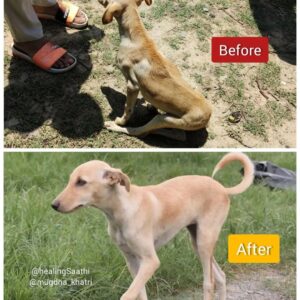 rescued doggo by healingsathi